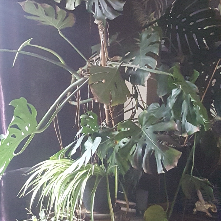plant image 964834