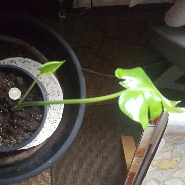 plant image 964838