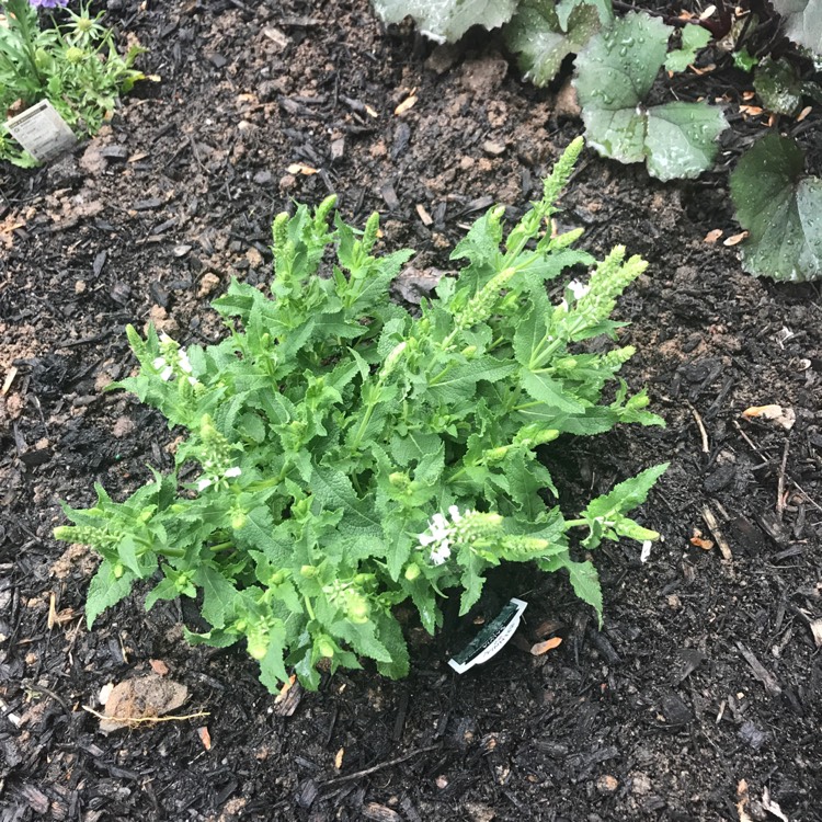 plant image 1048566