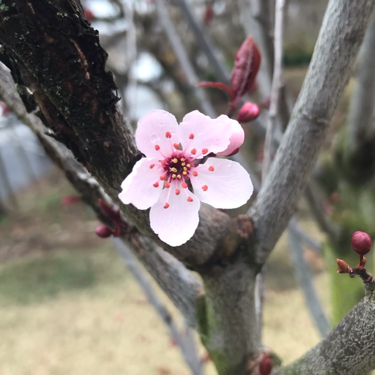 plant image 1254944