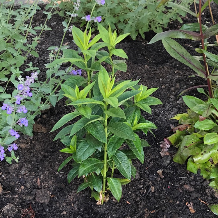 plant image 1317120