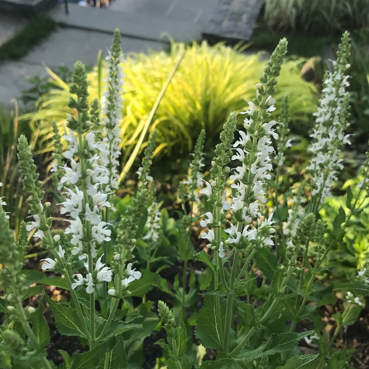 plant image 1326154