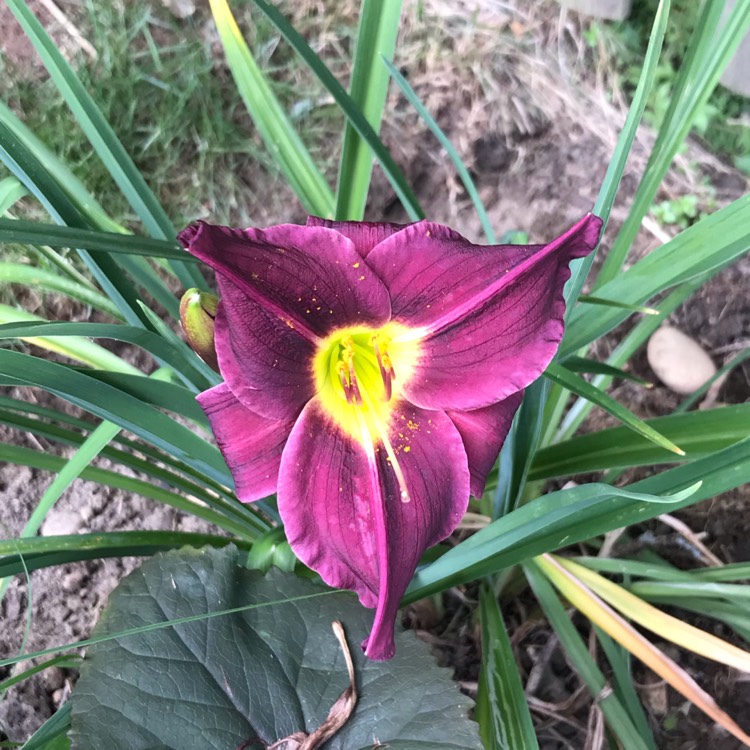 Plant image Hemerocallis 'Purple De Oro'