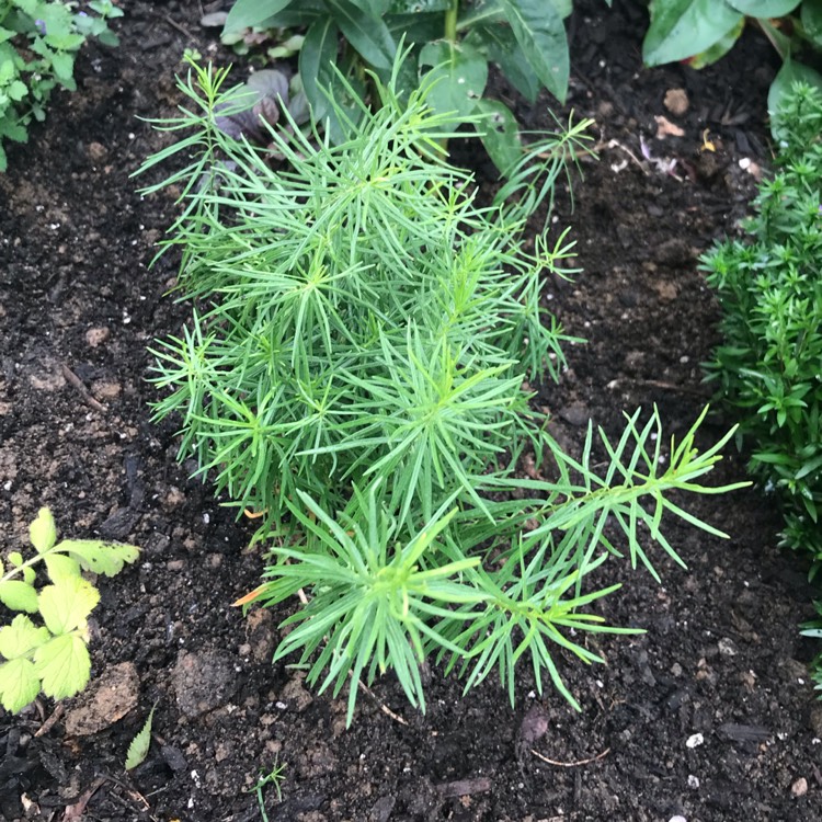 Plant image Asclepias verticillata