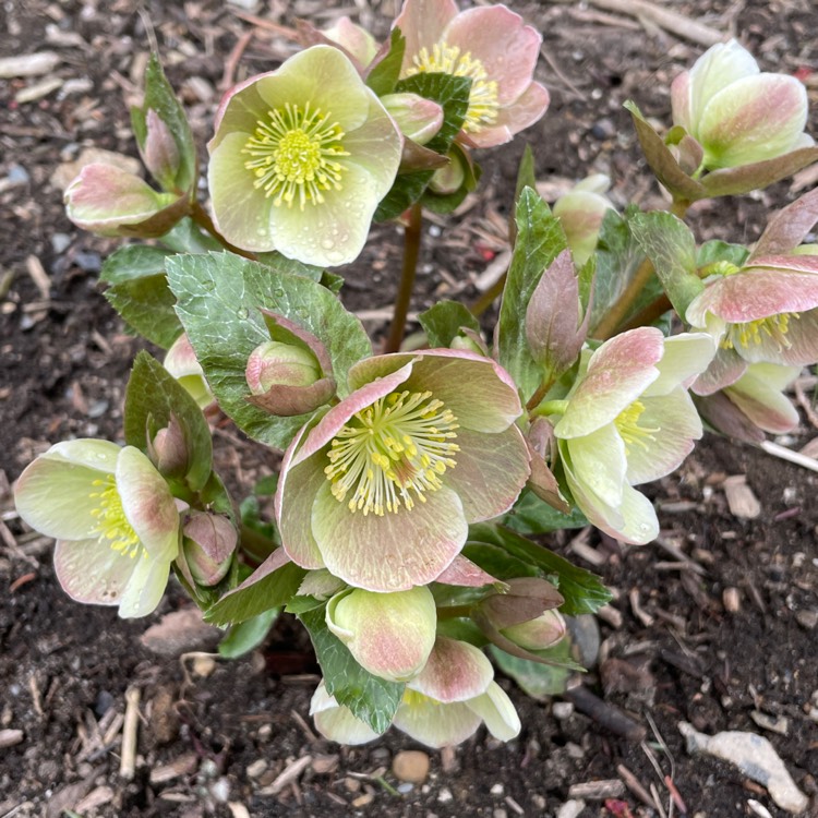 plant image 1461897