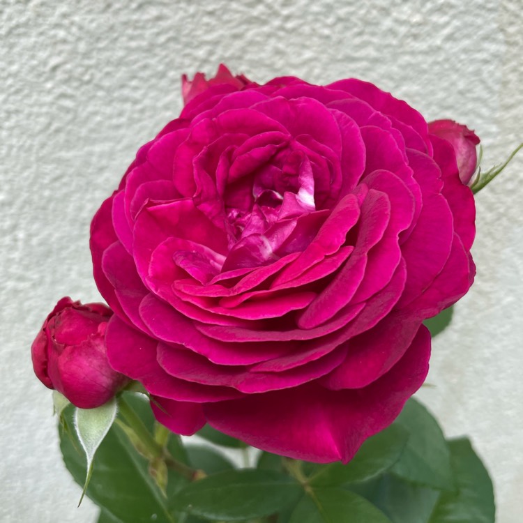 Plant image Rosa 'Wekroalt' syn. Rosa 'Fourth Of July', Rosa 'Climbing Fourth Of July', Rosa 'Crazy For You', Rosa 'Hanabi'