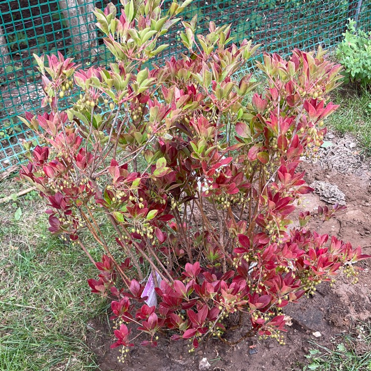 Plant image Enkianthus campanulatus