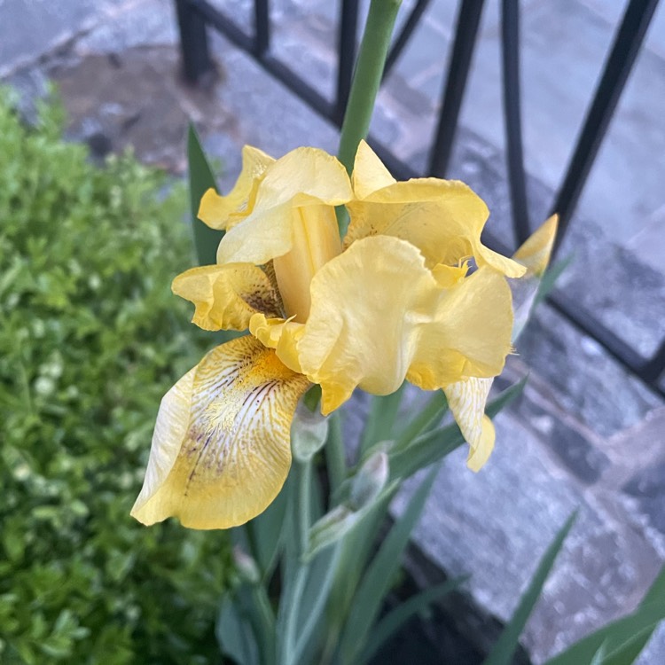 Plant image Iris x germanica 'Buckwheat'