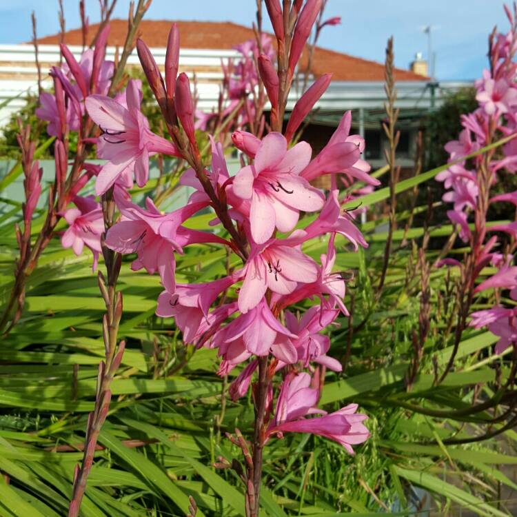 Plant image Watsonia borbonica
