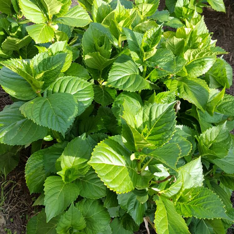 plant image 262418