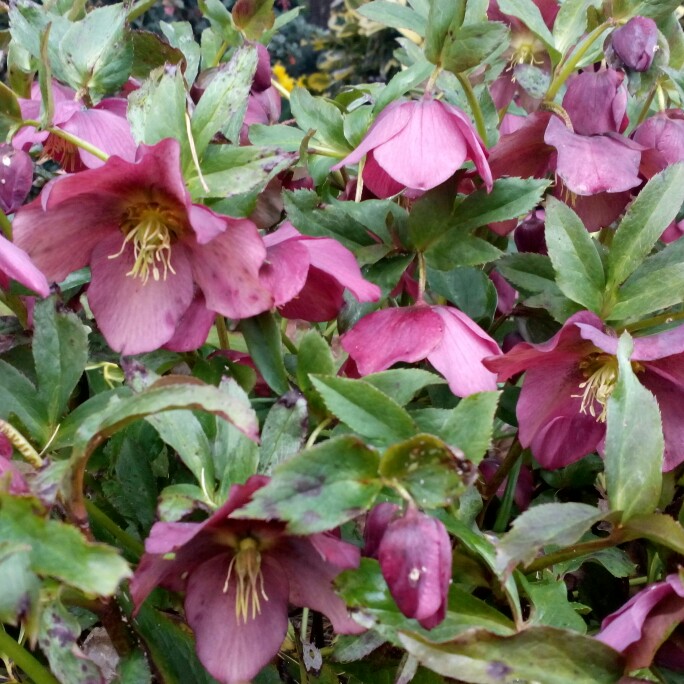 Hellebore 'Queen Of The Night'
