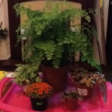 Julie's garden