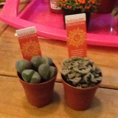 Julie's garden