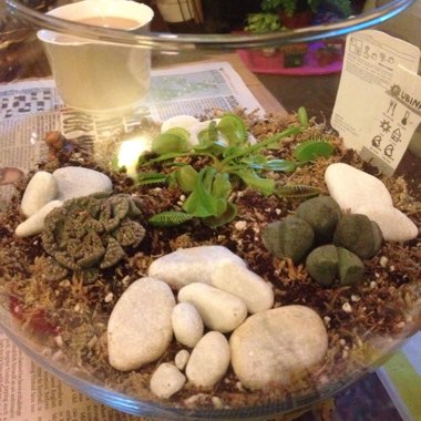 Julie's garden