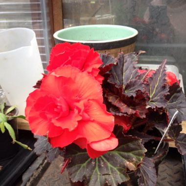 Julie's garden
