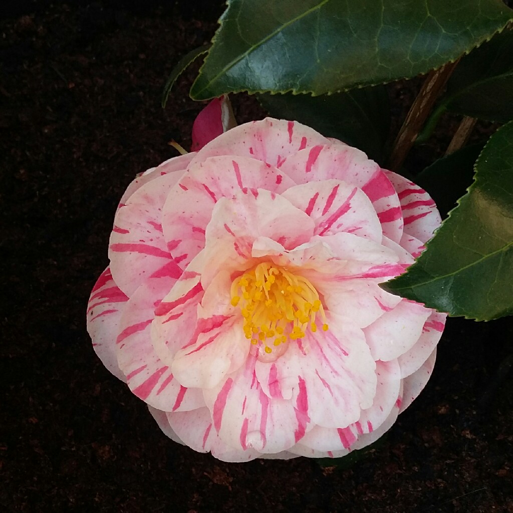 Plant image Camellia japonica 'William Bartlett'