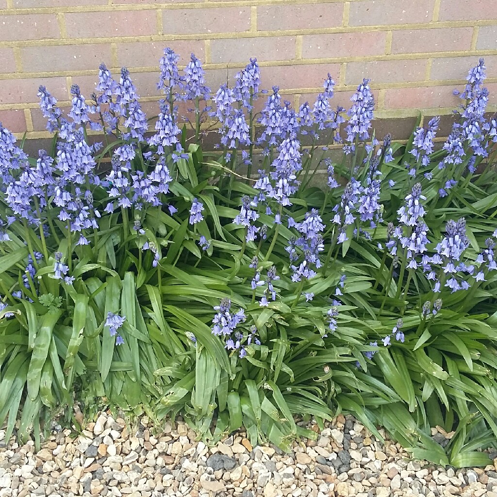 Spanish Bluebell 'Danube'