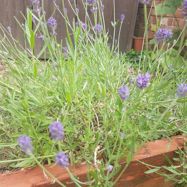 Lavender