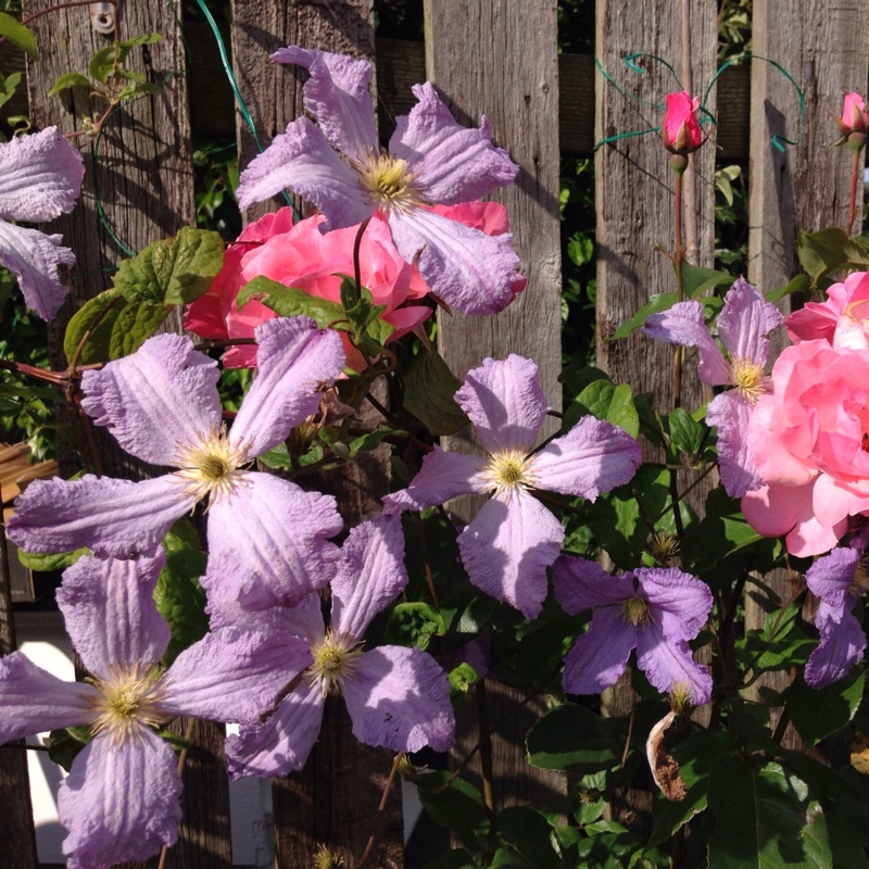 plant image 3407