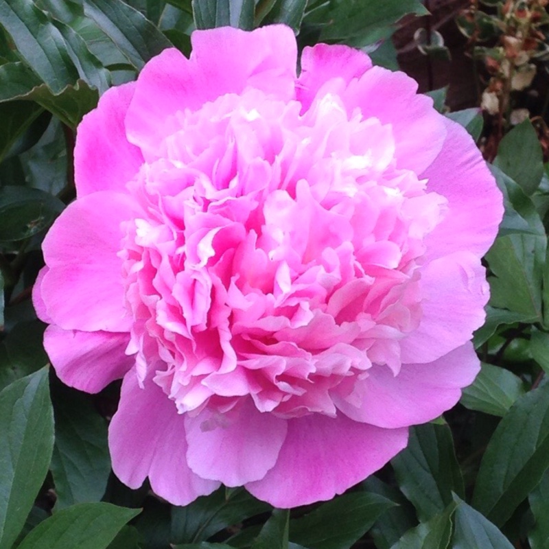 plant image 3485