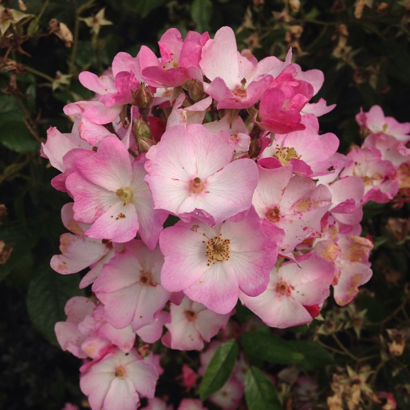 plant image 4719