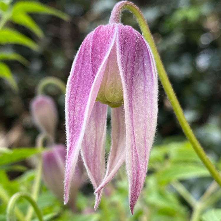 Plant image Clematis alpina 'Pink Flamingo'