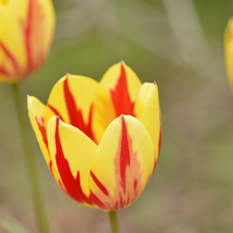 Plant image Tulipa 'Colour Spectacle'