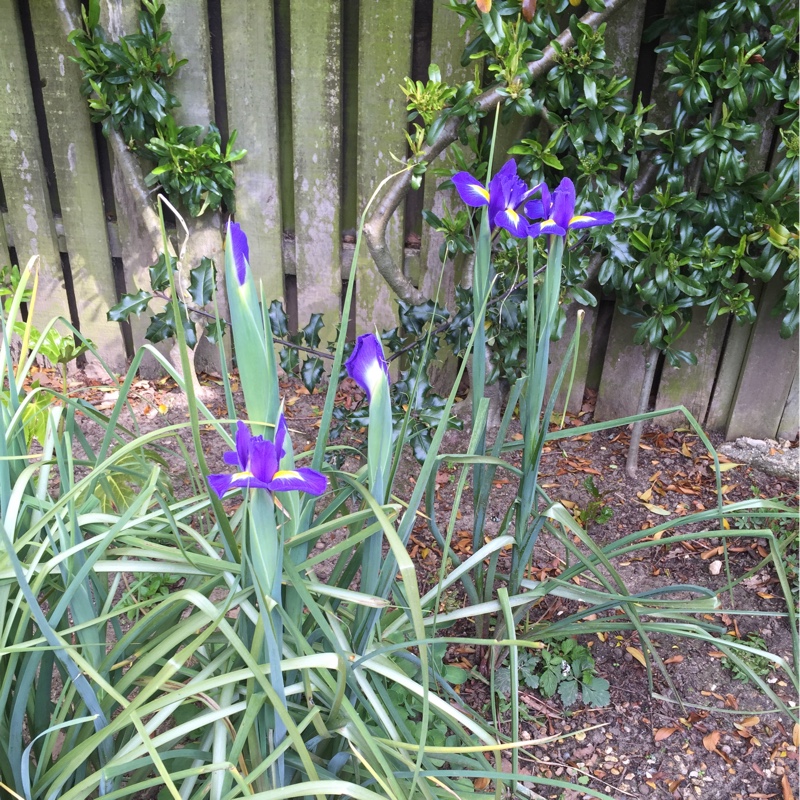 Plant image Iris Latifola