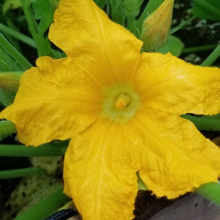 Plant image Cucurbita pepo var. cylindrica 'Cocozelle'