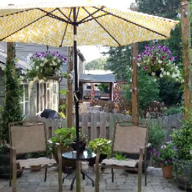 Julie's garden