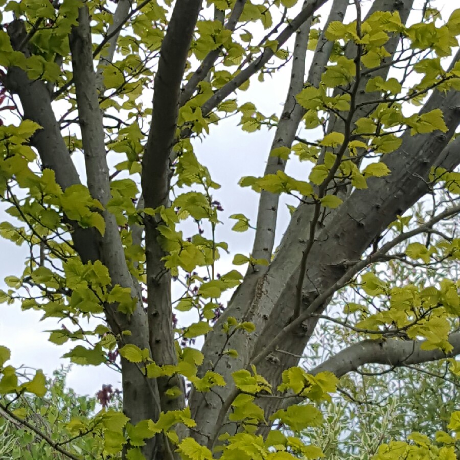 plant image 75493