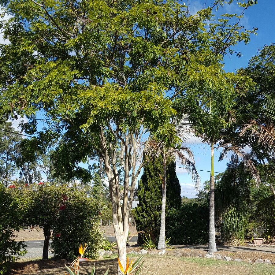 Plant image Libidibia Ferrea