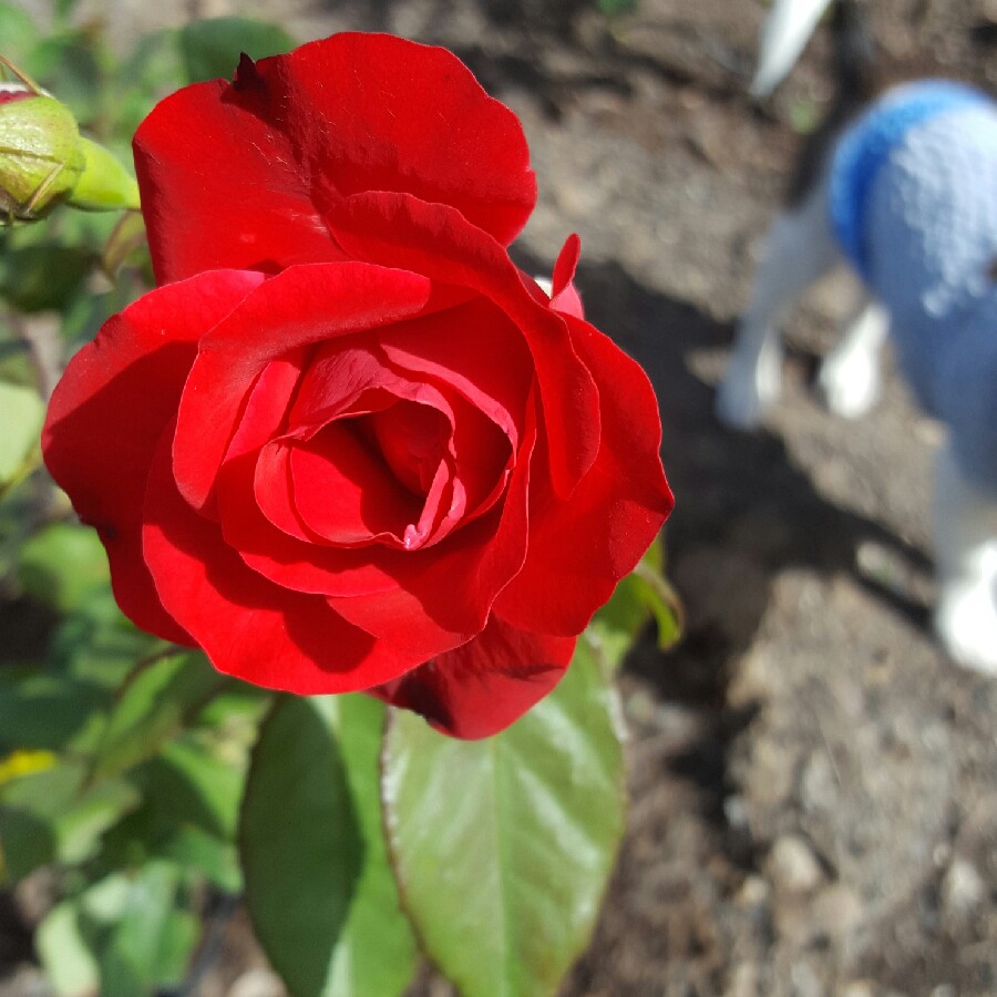 Plant image Rosa 'Europeana'