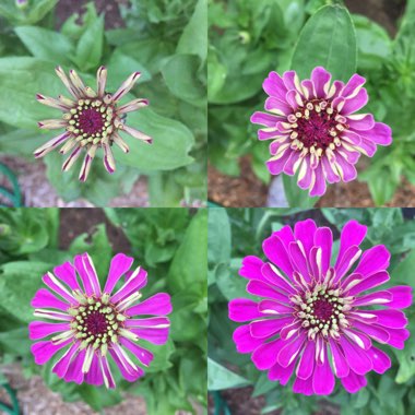 Zinnia elegans 'Purple Prince'