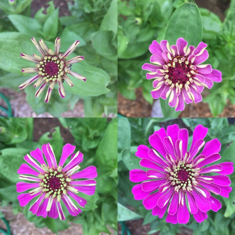 plant image 477392