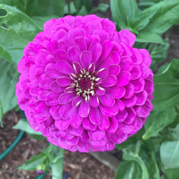 Plant image Zinnia elegans 'Purple Prince'
