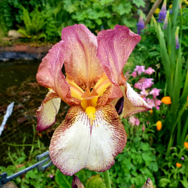 plant image 1059271