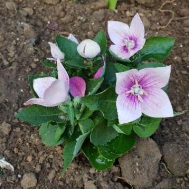 Balloon Flower