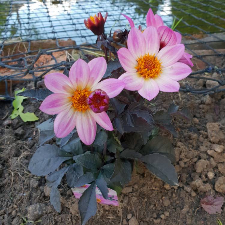 Plant image Dahlia 'Hdpi117' (Happy Days Series) syn. Dahlia 'Happy Days Pink'