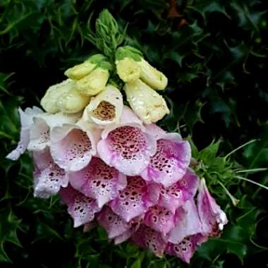 White foxglove