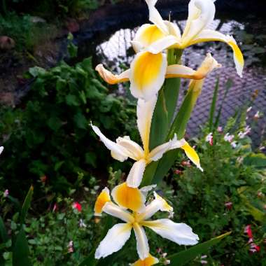 Turkish Iris