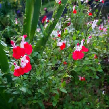 Sage 'Hot Lips'