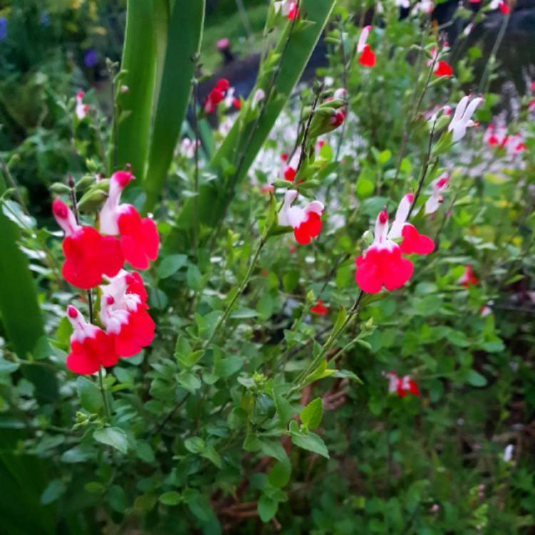 plant image 1078536