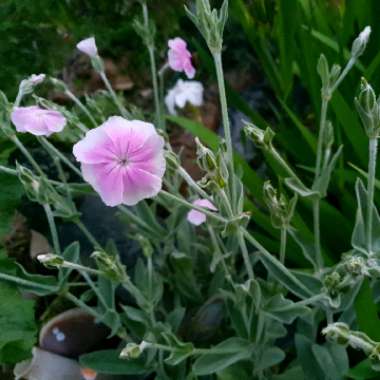 Rose Campion 'Angel's Blush'