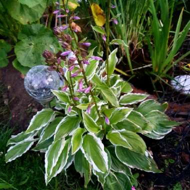 Julie's garden