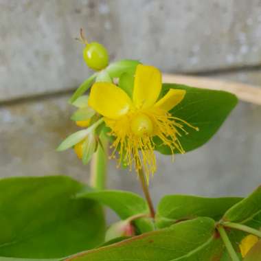 Hypericum 'Golden Beacon'
