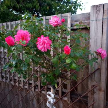 Rose 'Footloose'