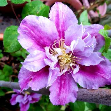 Clematis 'Piilu'