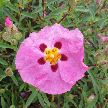 Orchid Rock Rose