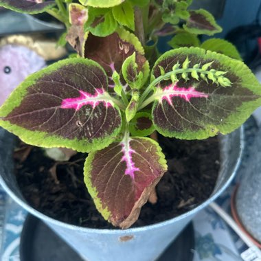 Julie's garden